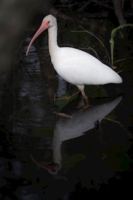 Stor egret