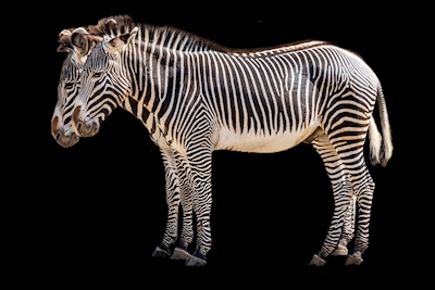 Zebraer