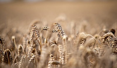 El campo de trigo
