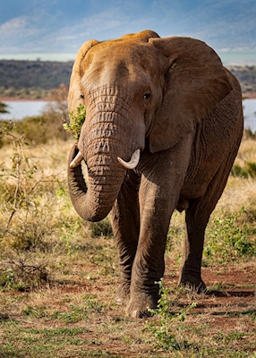 Porträtt av ung elefant