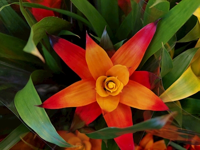 Flor de color otoñal