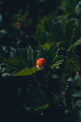 Multebær