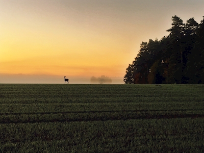 Hirsch bei Sonnenaufgang