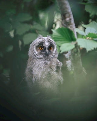 Long-Eared Owl Junior
