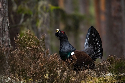 Capercaillie rooster