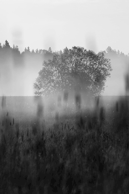 Árvores na névoa matinal