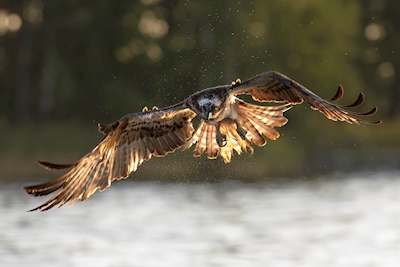 Falco pescatore 