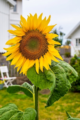 Sunflower solitaire