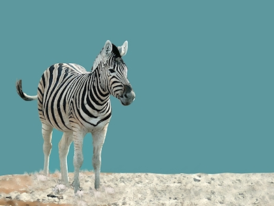 Eenzame Zebra