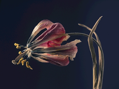 Tulipano rosa