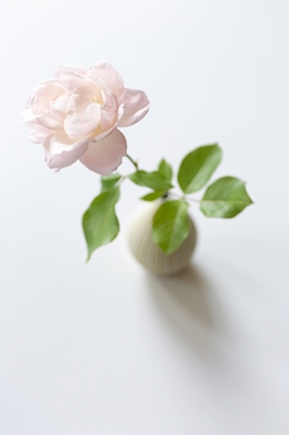 Rose dans vase japonais