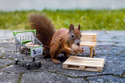 Écureuils en faisant du shopping