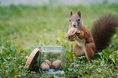 Écureuils avec noix