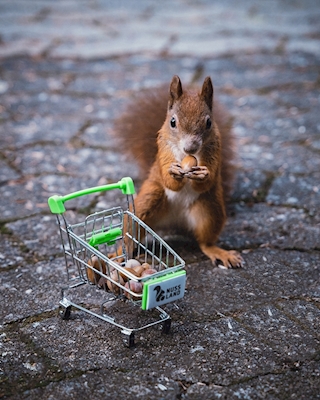 Eichhörchen beim Einkaufen 