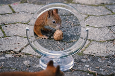 Eichhörnchen im Spiegel