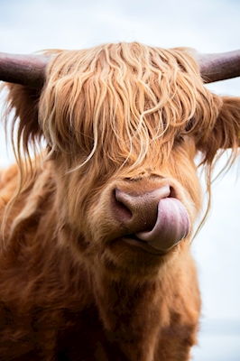 The long-haired cow