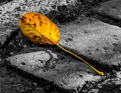 Lonely Autumn Cobblestone Leaf