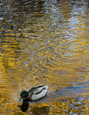 Mr. Duck y la reflexión