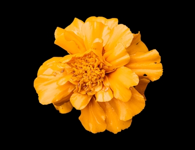 Gul marigold, svart bakgrunn
