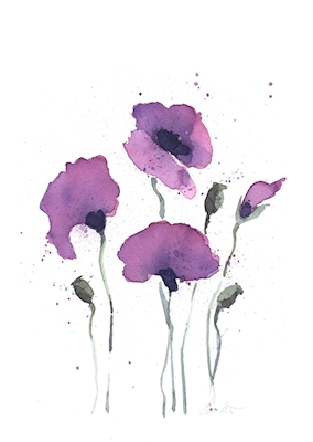 Poppies in pink