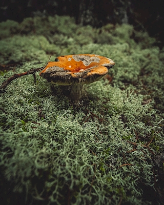 Yksinäinen sieni