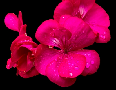 Fleur rouge-rose en gros plan