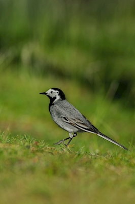 White wagtail in Green Land