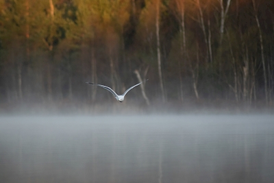 Vliegende vogel op rokende rauwe mist