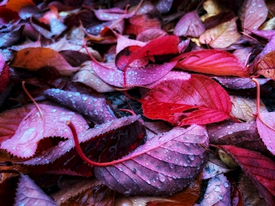 Folhas vermelhas de outono