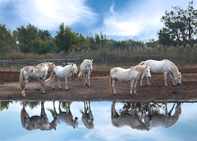 Weiße Pferde in der Camargue