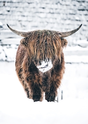 Highland cattle snow portrait