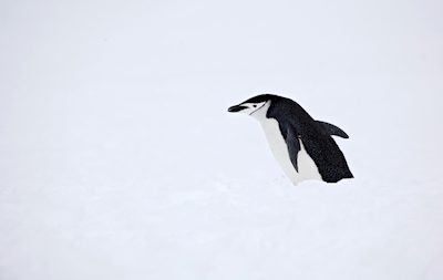 Pingouin à mentonnière