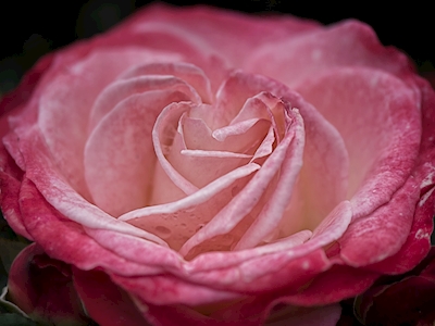 Rose av kjærlighet