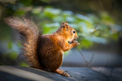 Squirrel eats nut