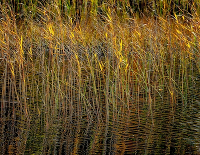 Autumn Reeds