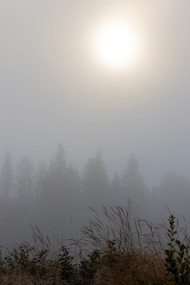 Mattina nebbiosa nella foresta