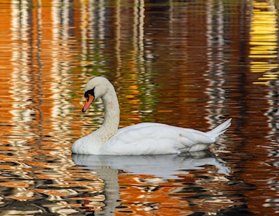 El cisne en color y reflejo