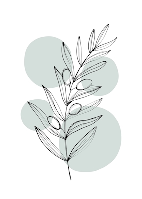 Delicate Botanicals – Olive
