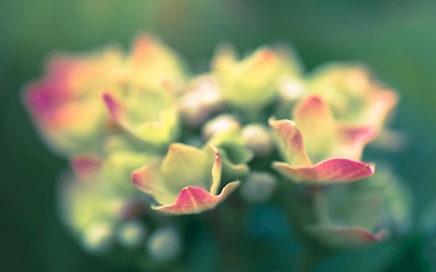 Colorful hortensia
