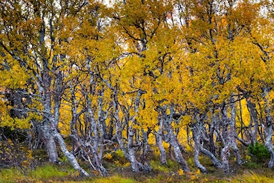 Mountain birches in autumn.
