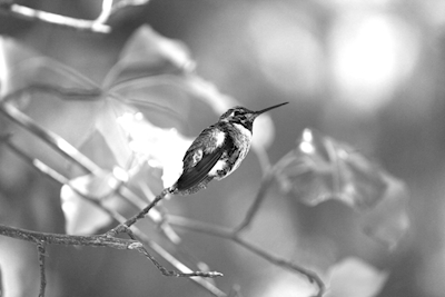 El colibrí solitario