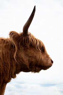 Długowłosa krowa z profilu