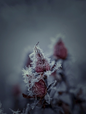 Første frost
