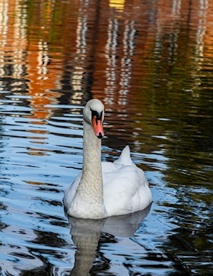 Graceful Swan in Color