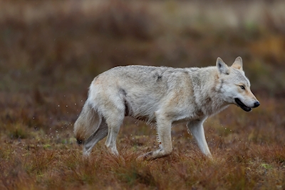 Beau loup dans la nature sauvage