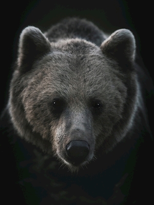 Björnporträtt