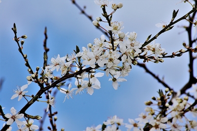 Weiße Frühlingsblumen 