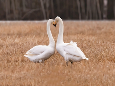 Swans showing each other love