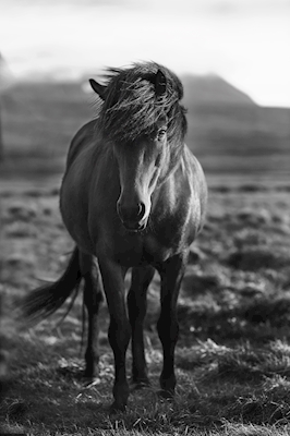 Islandshäst