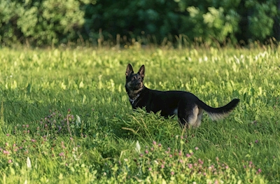 Dog on a grass field